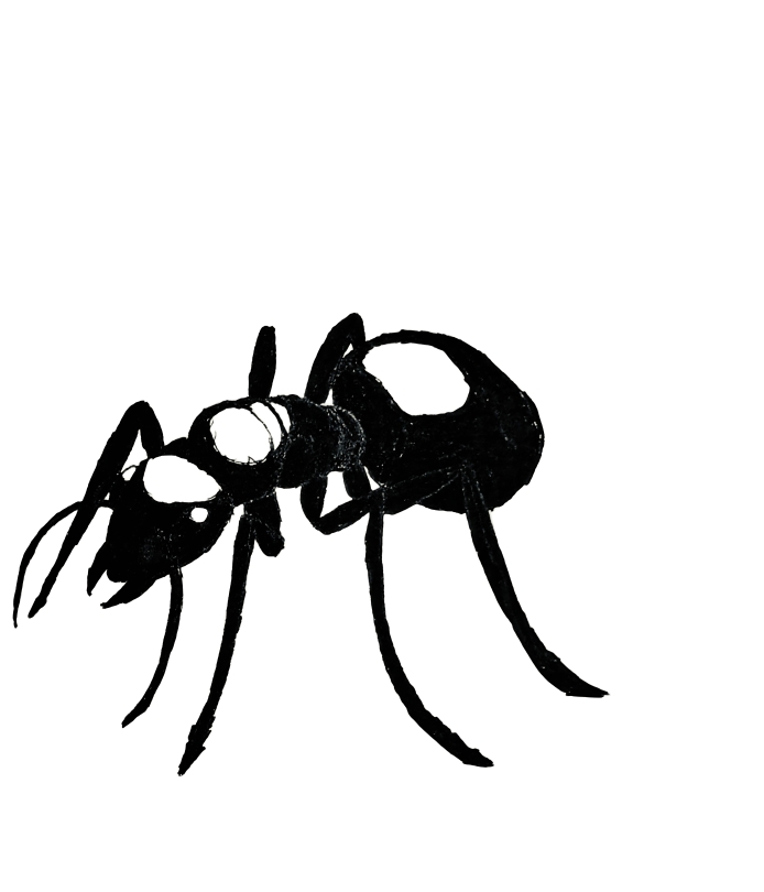 Image 1 of Ants