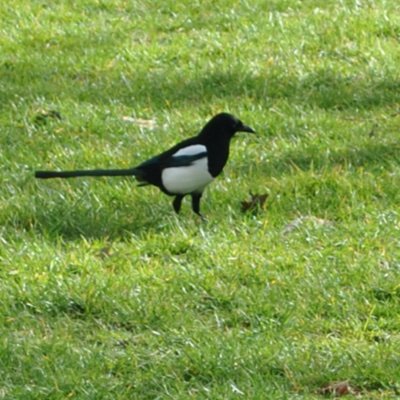 riddlebird - Chill Subs